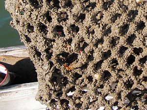 encrusted cull